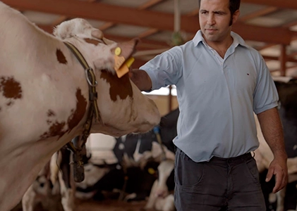 Ganadero revisando vaca en establo de producción láctea